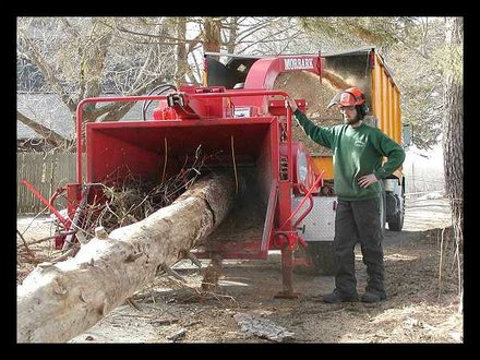 woodbridge nj, Gainesville FL removal tree